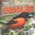 A Bird Watcher's Guide to Orioles