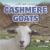 Cashmere Goats