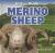 Merino Sheep