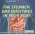 The Stomach and Intestines in Your Body