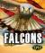 Falcons