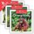 Rain Forest Animals (Set)