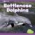 Bottlenose Dolphins