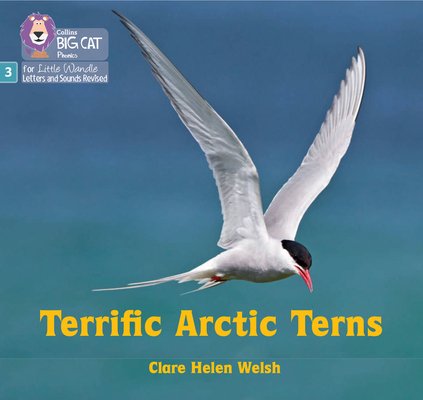 Terrific arctic terns