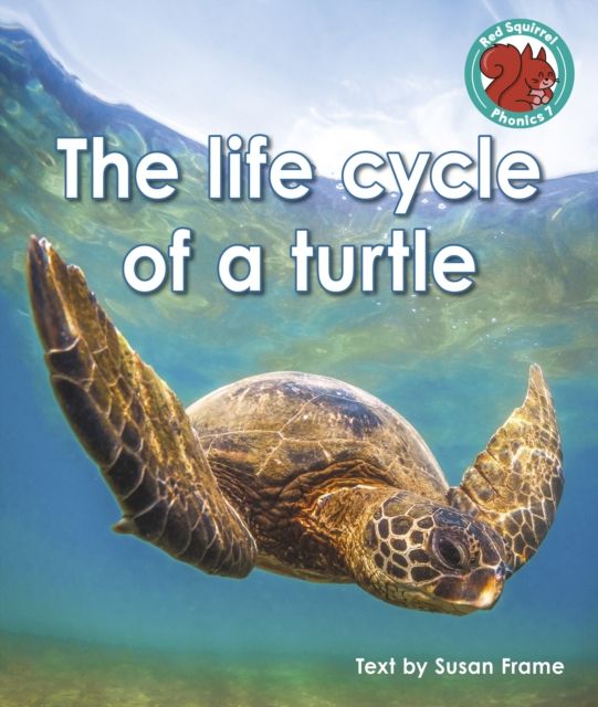 life cycle of a turtle