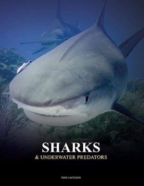 Sharks and underwater predators