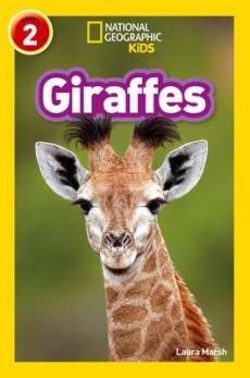 Giraffes