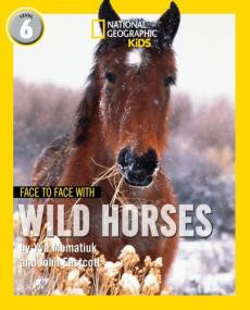 Face to face with wild horses