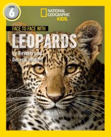 Face to face with leopards