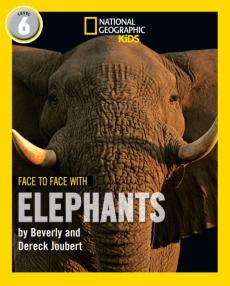 Face to face with elephants