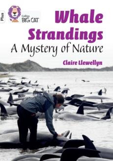 Whale strandings: a mystery of nature