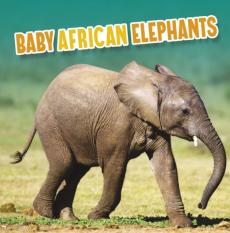 Baby african elephants