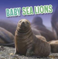 Baby sea lions