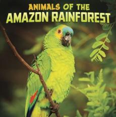 Animals of the amazon rainforest