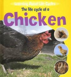 The life cycle of a chicken