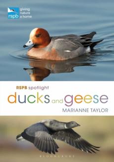 Rspb spotlight ducks and geese