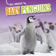 All about Baby Penguins