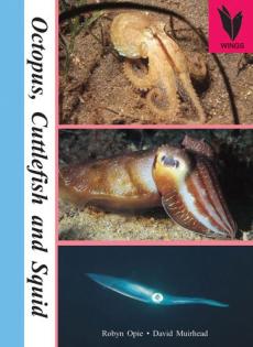 Octopus, cuttlefish and squid