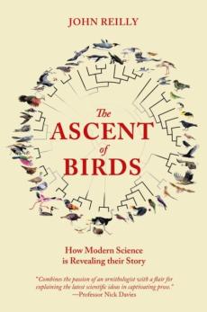 Ascent of birds