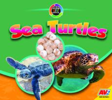 Sea Turtles