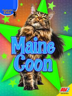 Maine Coon