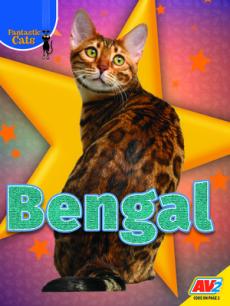 Bengal