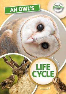 Owl's life cycle