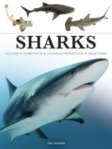 Sharks & underwater predators