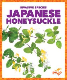 Japanese Honeysuckle