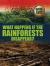 What happens if the rainforests disappear?