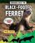 Bringing Back the Black-Footed Ferret