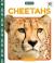 Cheetahs