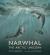 Narwhal: the arctic unicorn