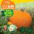 Little Kids First Board Book Seed, Sprout, Grow!