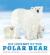 Ice Journey of the Polar Bear