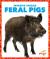 Feral Pigs