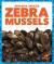 Zebra Mussels