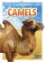 Camels