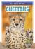 Cheetahs