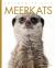 Meerkats