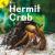 Hermit Crab