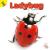 Ladybug