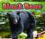 Black Bear