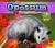 Opossum